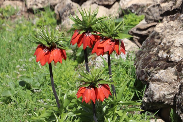 Foto - 'Ağlayan Gelin'i koparanlar şimdi fena yanacak! Bu detaya dikkat...