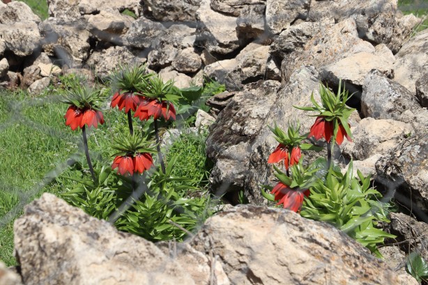 Foto - 'Ağlayan Gelin'i koparanlar şimdi fena yanacak! Bu detaya dikkat...