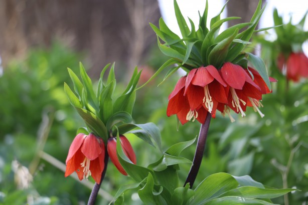 Foto - 'Ağlayan Gelin'i koparanlar şimdi fena yanacak! Bu detaya dikkat...