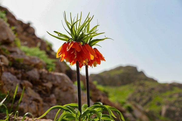 Foto - Ağlayan gelinler güzelliğiyle hayran bırakıyor