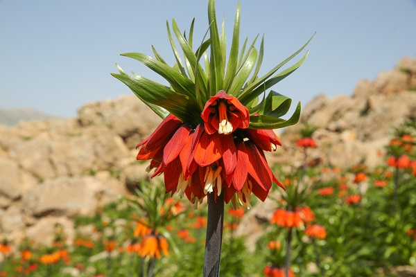 Foto - Ağlayan gelinler güzelliğiyle hayran bırakıyor