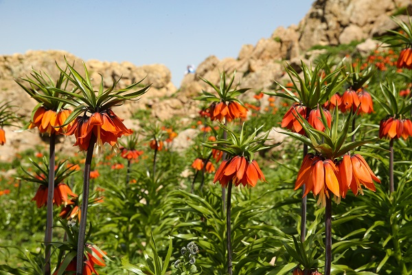 Foto - Ağlayan gelinler güzelliğiyle hayran bırakıyor