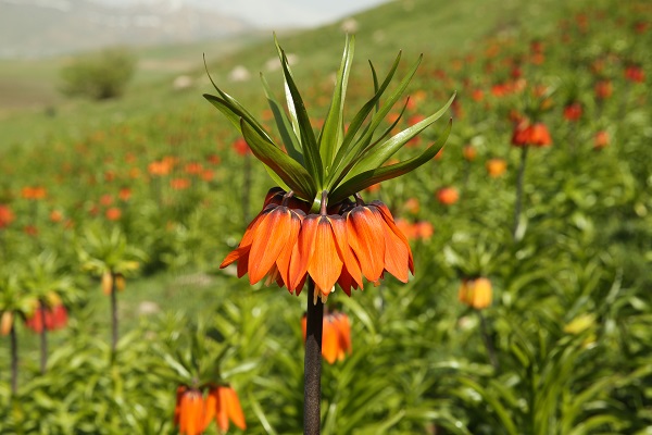 Foto - Ağlayan gelinler güzelliğiyle hayran bırakıyor