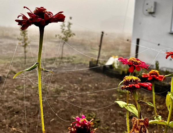 Foto - Ağrı adeta buz kesti! 