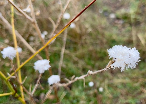 Foto - Ağrı adeta buz kesti! 