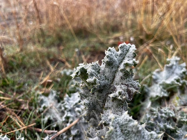Foto - Ağrı adeta buz kesti! 