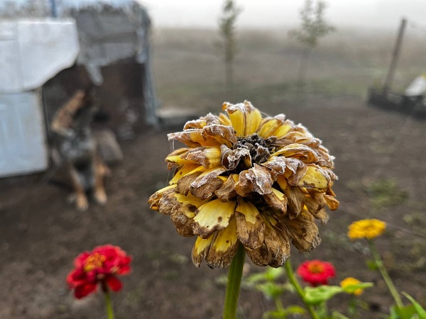 Foto - Ağrı adeta buz kesti! 