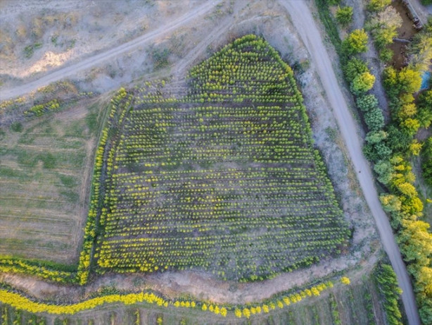 Foto - Ağrı Dağı'nın etekleri turistleri büyülüyor
