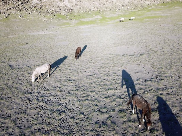 Foto - Ağrı Dağı'nın yılkı atları