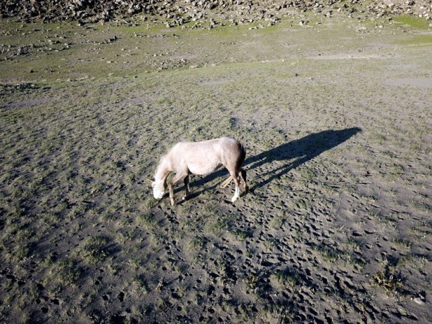 Ağrı Dağı'nın yılkı atları