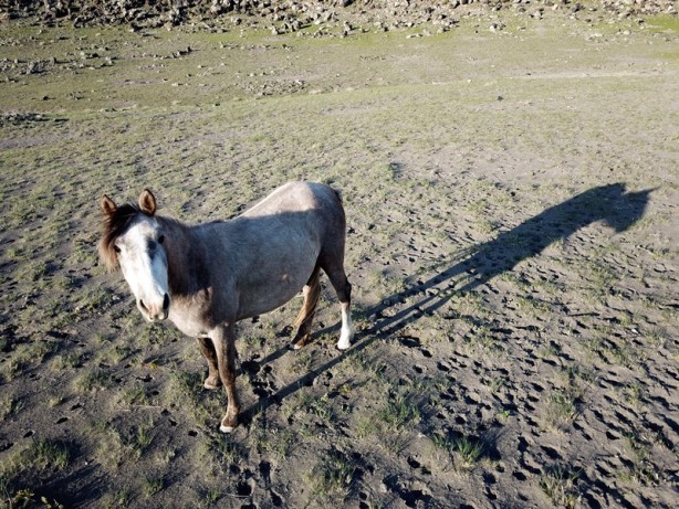 Foto - Ağrı Dağı'nın yılkı atları