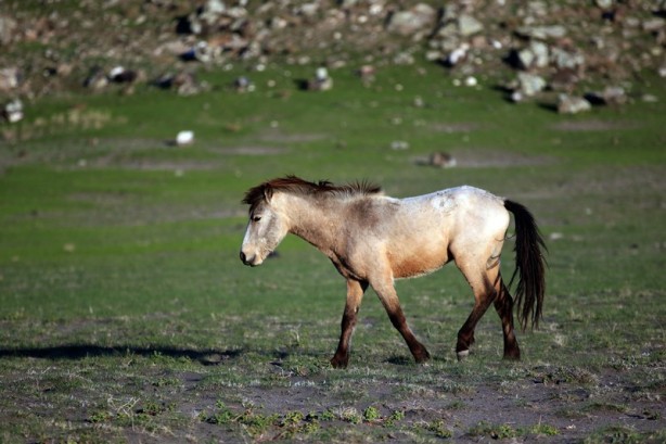 Foto - Ağrı Dağı'nın yılkı atları