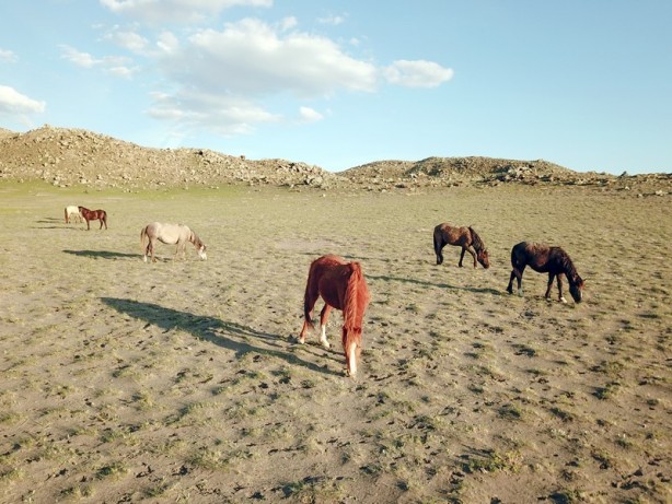 Foto - Ağrı Dağı'nın yılkı atları
