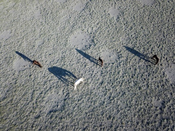 Foto - Ağrı Dağı'nın yılkı atları