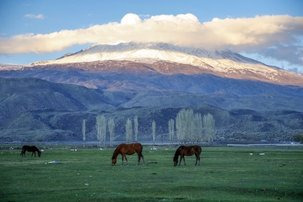 Foto - Ağrı Dağı'nın yılkı atları