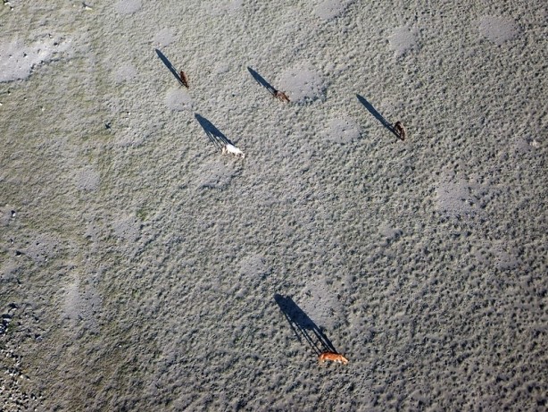 Foto - Ağrı Dağı'nın yılkı atları