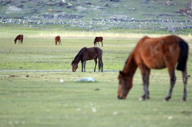 Foto - Ağrı Dağı'nın yılkı atları