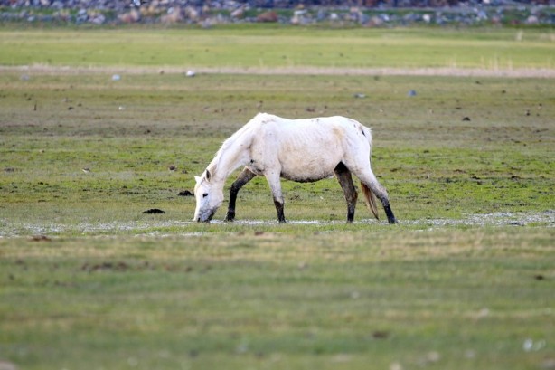 Foto - Ağrı Dağı'nın yılkı atları