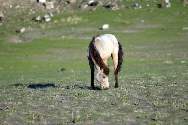 Foto - Ağrı Dağı'nın yılkı atları