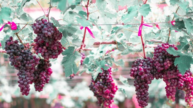 Foto - Ağrı kesici hapları atın! İşte doğal ağrı kesici olarak kullanılan 14 besin