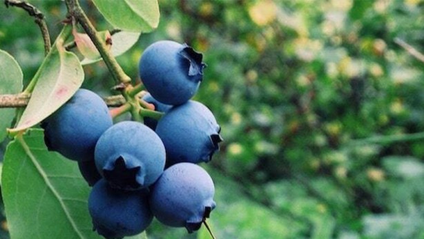 Foto - Ağrı kesici hapları atın! İşte doğal ağrı kesici olarak kullanılan 14 besin