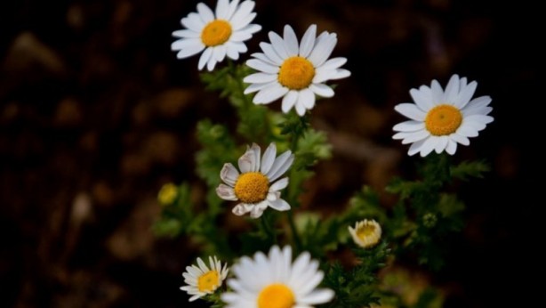 Foto - Ağrı kesici hapları atın! İşte doğal ağrı kesici olarak kullanılan 14 besin
