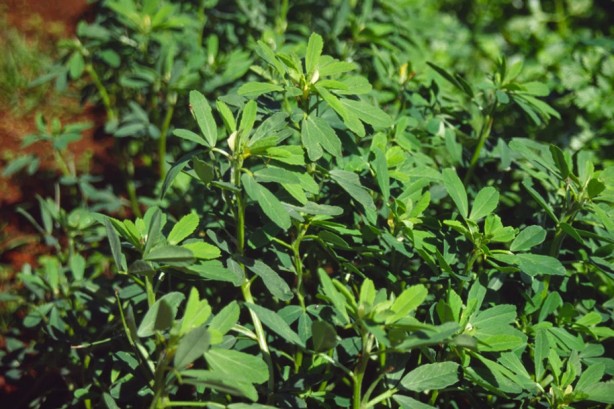 Ağrı kesicileri rafa kaldıran bitki! Bir tutamı yetiyor