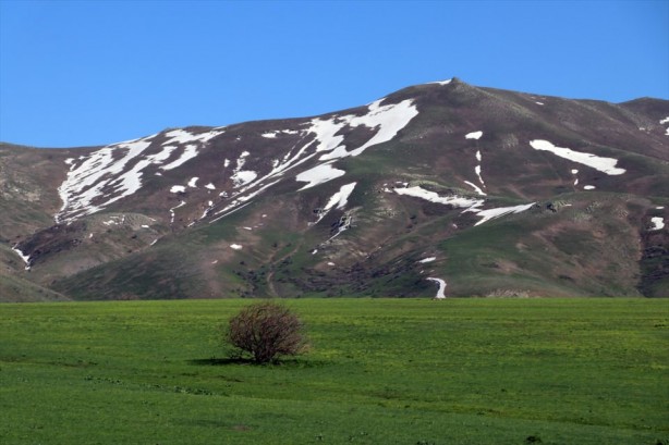 Foto - Ağrı'da açan çiçeklerden görsel şölen