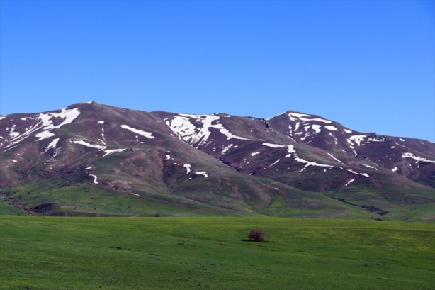 Foto - Ağrı'da açan çiçeklerden görsel şölen