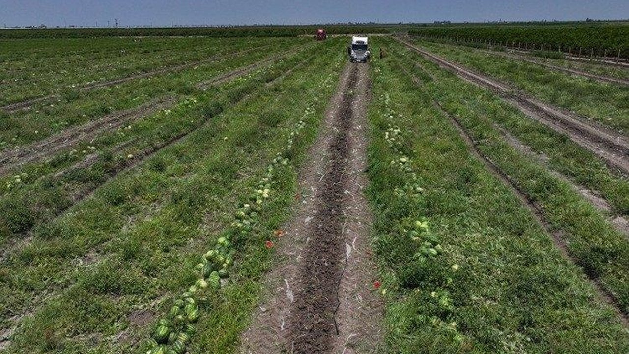 Ağrı’da mucizevi hasat: “Yetişmez” denilen topraklardan 120 tonluk rekolte fışkırdı