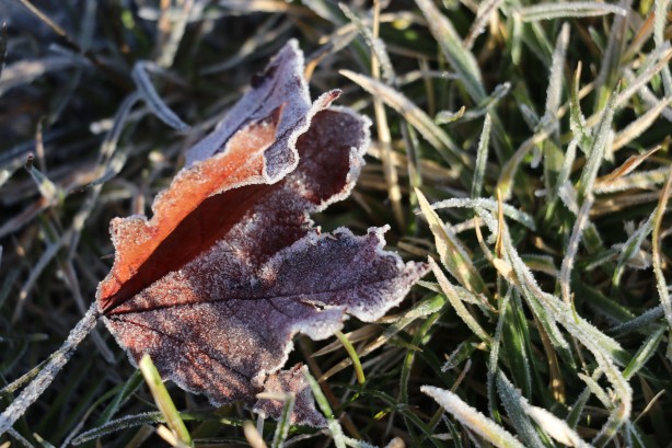 Foto - Ağrı'da soğuk hava araçların camlarını dondurdu