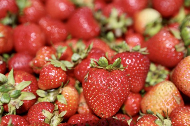 Foto - Ağrı'da yetişmez deniyordu! 1 yılda 200 ton verim alındı, herkes şok oldu