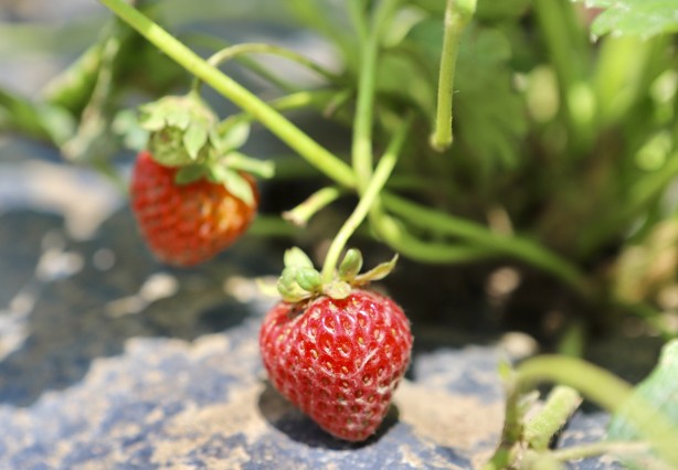Foto - Ağrı'da yetişmez deniyordu! 1 yılda 200 ton verim alındı, herkes şok oldu