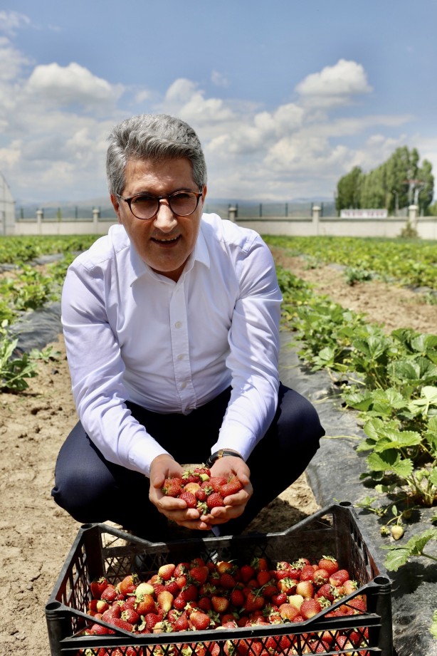 Foto - Ağrı'da yetişmez deniyordu! 1 yılda 200 ton verim alındı, herkes şok oldu