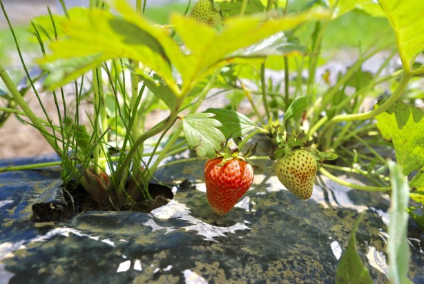 Foto - Ağrı'da yetişmez deniyordu! 1 yılda 200 ton verim alındı, herkes şok oldu