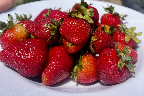 Foto - Ağrı'da yetişmez deniyordu! 1 yılda 200 ton verim alındı, herkes şok oldu
