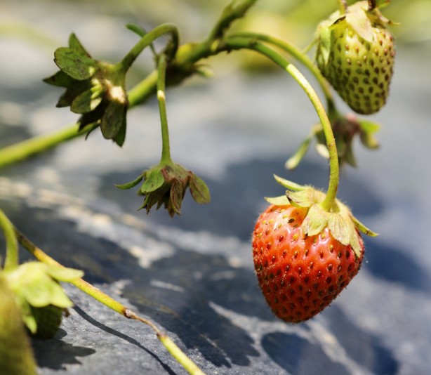 Foto - Ağrı'da yetişmez deniyordu! 1 yılda 200 ton verim alındı, herkes şok oldu