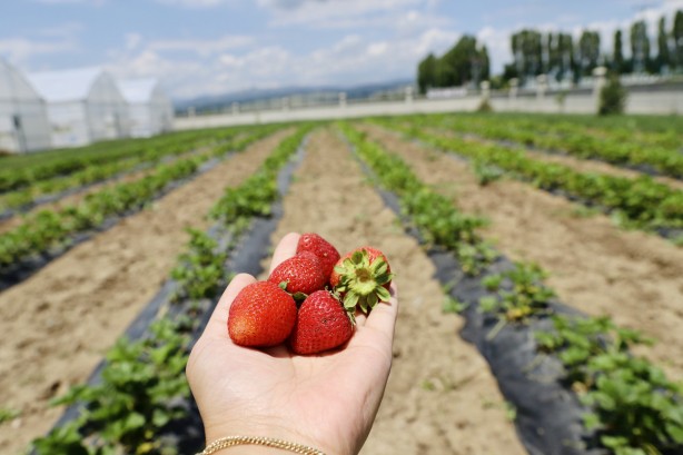 Foto - Ağrı'da yetişmez deniyordu! 1 yılda 200 ton verim alındı, herkes şok oldu