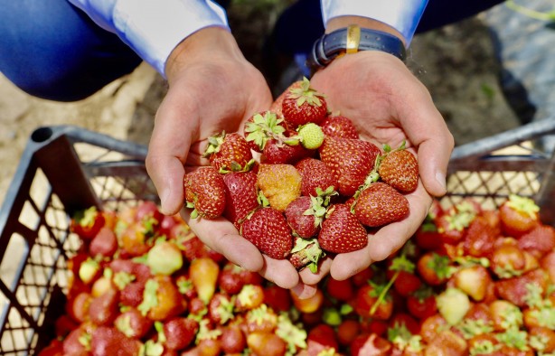 Foto - Ağrı'da yetişmez deniyordu! 1 yılda 200 ton verim alındı, herkes şok oldu