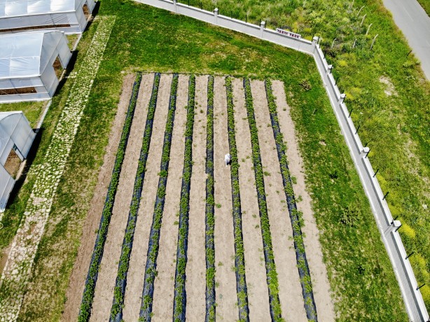 Ağrı'da yetişmez deniyordu! 1 yılda 200 ton verim alındı, herkes şok oldu