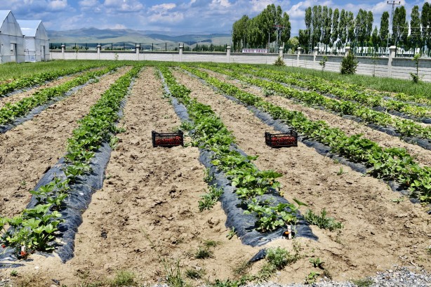 Foto - Ağrı'da yetişmez deniyordu! 1 yılda 200 ton verim alındı, herkes şok oldu