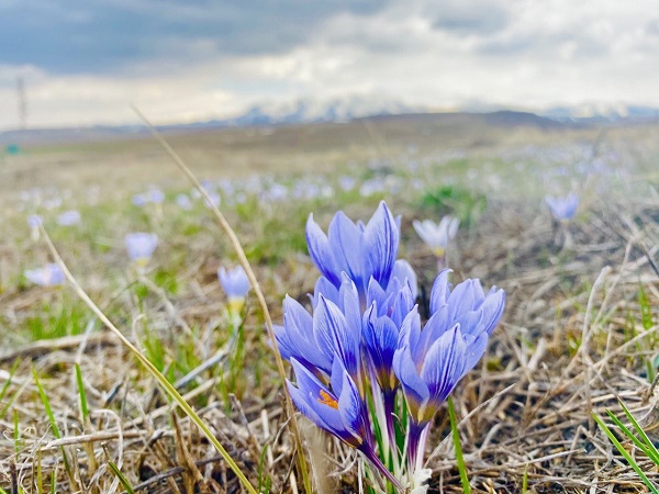 Foto - Ağrı'dan kartpostallık manzaralar