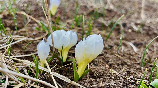 Foto - Ağrı'dan kartpostallık manzaralar
