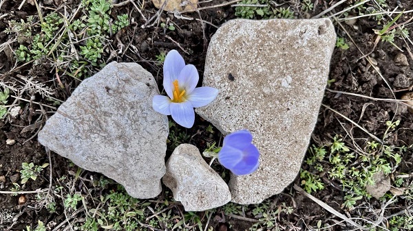 Foto - Ağrı'dan kartpostallık manzaralar