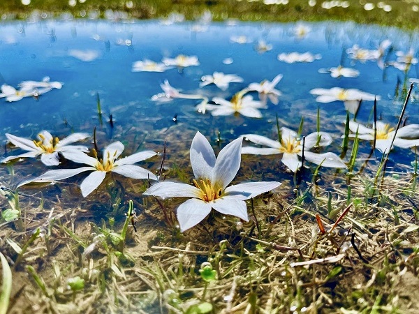 Foto - Ağrı'dan kartpostallık manzaralar