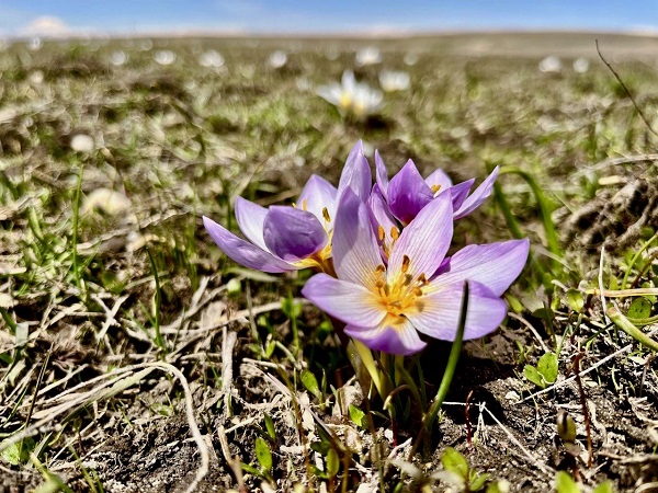 Foto - Ağrı'dan kartpostallık manzaralar