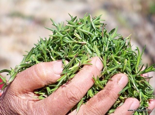 Foto - Ağrıyan yere sürerseniz...