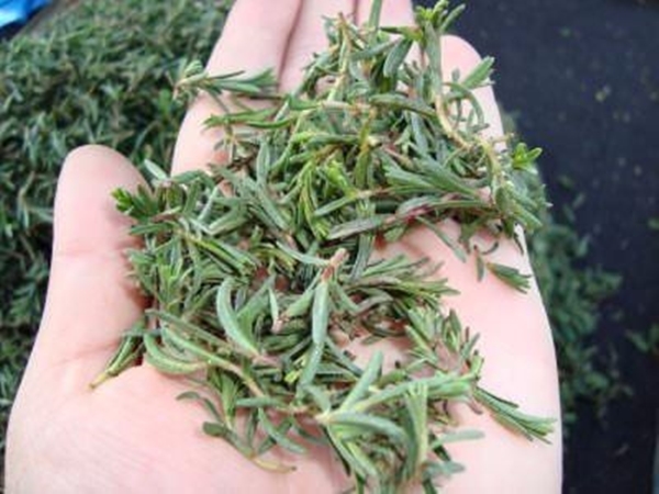 Foto - Ağrıyan yere sürerseniz...