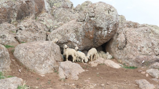 Foto - Ahırda çıkan yangında 171 kuzu telef oldu