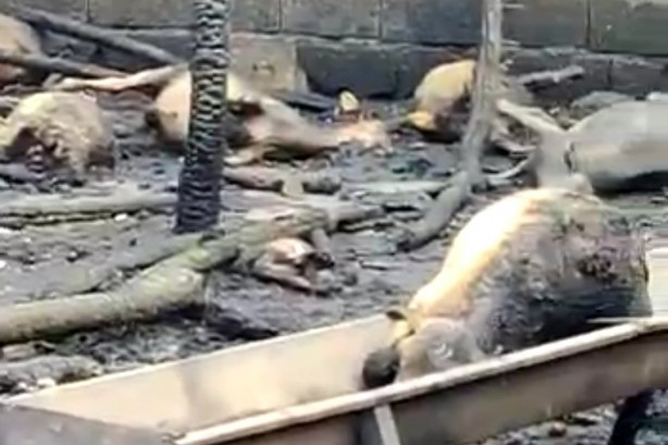 Foto - Ahırda çıkan yangında 25 hayvan telef oldu